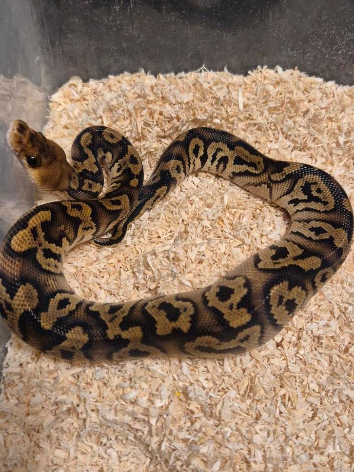 Python regius 1.0 cypress clown, Dieren en Toebehoren, Reptielen en Amfibieën, Slang, 0 tot 2 jaar