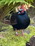 Roul Roul hanen  2025, Dieren en Toebehoren, Meerdere dieren