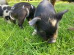 Schatiige kune kune biggen, Meerdere dieren, Varken, 0 tot 2 jaar