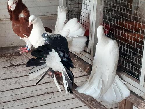 Prachtige jonge echte pauwstaartduiven, Dieren en Toebehoren, Vogels | Duiven, Overige soorten, Meerdere dieren