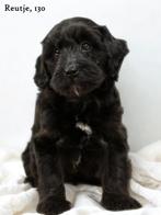 Minidoodle pups, Nederland, Overige rassen, 8 tot 15 weken, CDV (hondenziekte)