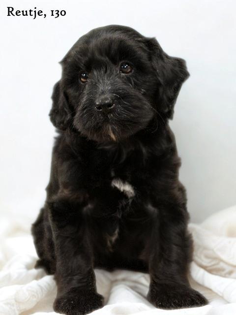 Minidoodle pups, Dieren en Toebehoren, Honden | Chihuahua's en Gezelschapshonden, Meerdere dieren, Overige rassen, Fokker | Professioneel