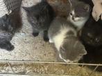 Half British korthaar kittens, Meerdere dieren