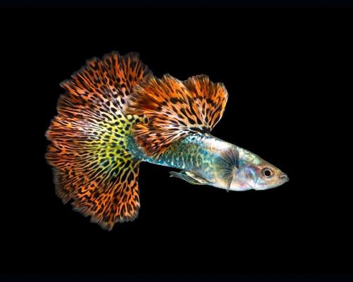 Red Dragon ss Dumbo Guppy 100% Raszuiver Guppen, Dieren en Toebehoren, Vissen | Aquariumvissen, Zoetwatervis, Vis, Schoolvis