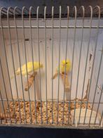 Gele kanarie's, Dieren en Toebehoren, Vogels | Kanaries, Meerdere dieren, Kleurkanarie