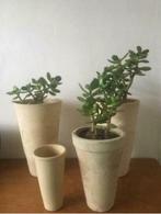 Bio Crassula Ovata in diverse vintage bloempotten, Huis en Inrichting, Kamerplanten, Minder dan 100 cm, Ophalen of Verzenden, In pot
