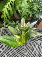 Monstera Standleyana Aurea Variegata, Huis en Inrichting, Kamerplanten, Ophalen of Verzenden, Overige soorten, Minder dan 100 cm