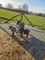 Te koop super mooie kleine dwerggeitjes, Dieren en Toebehoren, Meerdere dieren, Geit