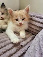 Laatste Siberische kitten kater met stamboom ., Meerdere dieren, Met stamboom, 0 tot 2 jaar