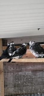 Figurita duiven, Dieren en Toebehoren, Vogels | Duiven, Meerdere dieren, Overige soorten