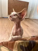 Devon Rex Kitten Female, Dieren en Toebehoren, Katten en Kittens | Raskatten | Korthaar, Poes