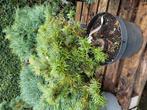 Abies grandis v dedemsdwarf, Ophalen, Overige soorten, Volle zon