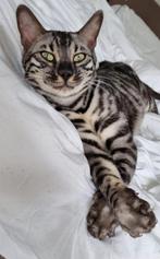 Raszuivere Bengaal te koop (silver spotted), Kater, Gechipt, 3 tot 5 jaar