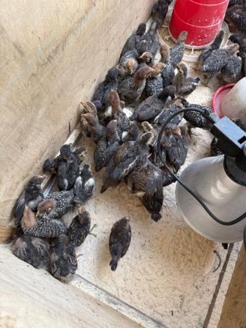 kuikens van zilverbrakels en dubbelgezoomde wynandotte tk beschikbaar voor biedingen