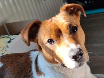 Knappe gespierde Jack russel dekreu (niet te koop!) beschikbaar voor biedingen