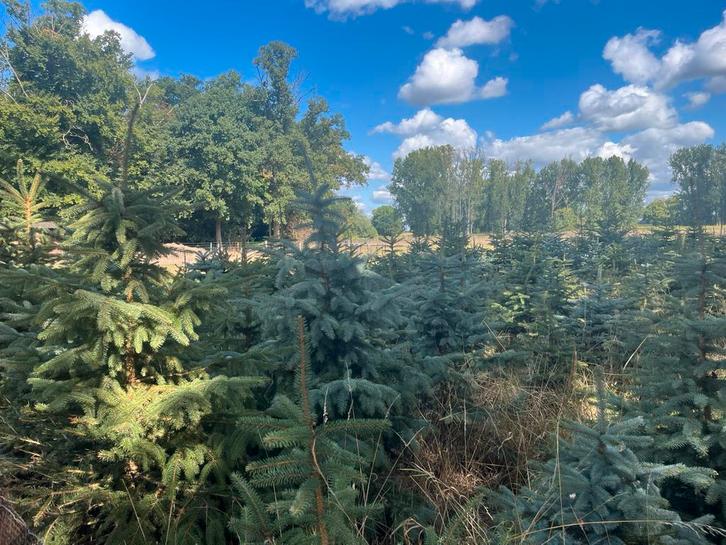 Kerstbomen - Kies uw eigen boom!, Diversen, Kerst, Ophalen