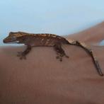Jonge harlequin dalmatian wimpergekko/crested gecko, Hagedis, 0 tot 2 jaar