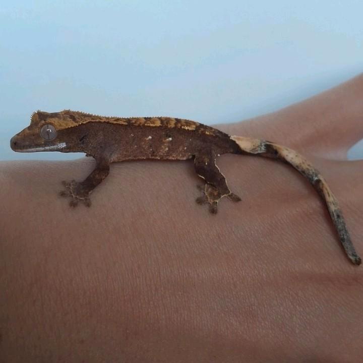 Jonge harlequin dalmatian wimpergekko/crested gecko, Dieren en Toebehoren, Reptielen en Amfibieën, Hagedis, 0 tot 2 jaar