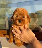 Toy poodle, Dieren en Toebehoren, Rabiës (hondsdolheid), Overige rassen, 8 tot 15 weken, Buitenland