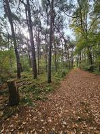 Bosgrond Luyksgestel Kavel 272, Ophalen of Verzenden, Volle zon, Overige soorten