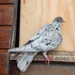 Te koop syrische duiven ispir, Dieren en Toebehoren, Vogels | Duiven, Meerdere dieren, Overige soorten