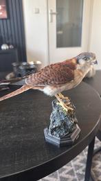 Opgezette Amerikaanse Torenvalk, Ophalen of Verzenden, Zo goed als nieuw, Vogel, Opgezet dier