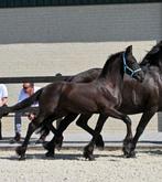 Fries hengstveulen Jorke x Fonger, Dieren en Toebehoren, Paarden, Minder dan 160 cm, Niet van toepassing, Dressuurpaard, 0 tot 2 jaar