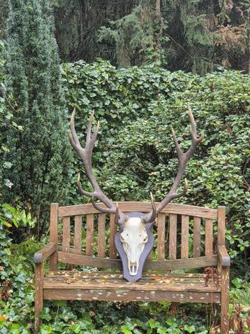 Mooi Groot Zwaar Edelhert Gewei Jacht Mancave Jacht e2 beschikbaar voor biedingen