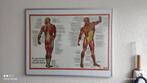 Spieren menselijk lichaam, Verzamelen, Posters, Ophalen of Verzenden