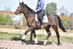 Superleuke en betrouwbare 10-jarige ruin, B, Ruin, 7 tot 10 jaar, Recreatiepaard