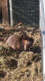 Nieuw huisje gezocht, Dieren en Toebehoren, Konijnen, Vrouwelijk, Dwerg