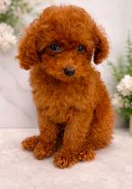 Prachtige toy poedel pups, Dieren en Toebehoren, Honden | Chihuahua's en Gezelschapshonden, Poedel, Parvo, 8 tot 15 weken, Meerdere