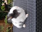 Teddy dwerg, Dieren en Toebehoren, Konijnen, Mannelijk, Dwerg