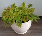 Mooie siernetel / Coleus in leuke grote creme kleurige pot., Ophalen, Overige soorten, In pot, Minder dan 100 cm