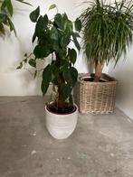 Philedendron in stenen witte pot, Ophalen of Verzenden, Overige soorten, Minder dan 100 cm