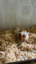 To koop jonge zeugjes  peruvian, Dieren en Toebehoren, Knaagdieren, Cavia, Juni, Meerdere dieren, Tam