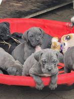 Cane Corso pups, geboren op 1 september, Rabiës (hondsdolheid), Overige rassen, 8 tot 15 weken, Meerdere