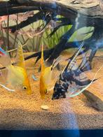 Maanvissen trio, Vis