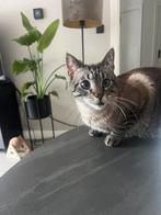 Kater gecastreerd 4 jaar Heilige Birmaan kruising, Kater, Kortharig, 3 tot 5 jaar