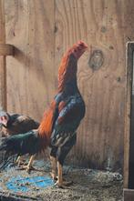 O Shamo Hind  orgineel ras, Mannelijk, Kip