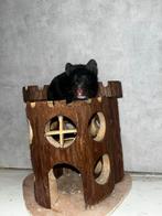 Jonge goudhamster, Dieren en Toebehoren, Knaagdieren, Hamster, Vrouwelijk, Januari, Tam