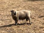 Hamshire down ram, Dieren en Toebehoren, Schapen, Geiten en Varkens, Mannelijk, Schaap