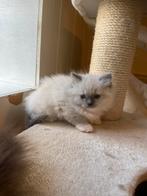 Ragdoll kittens, Dieren en Toebehoren, Katten en Kittens | Raskatten | Langhaar, Meerdere dieren, Gechipt, 0 tot 2 jaar