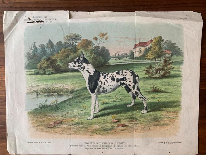 Oude prent: Gevlekte Duitse Dog "Nestor", Antiek en Kunst, Kunst | Etsen en Gravures, Ophalen of Verzenden