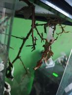 Wandelende takken, Dieren en Toebehoren, Wandelende tak