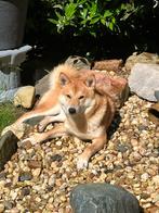 Shiba Inu reu 3 jaar, Dieren en Toebehoren, Honden | Poolhonden, Keeshonden en Oertypen, België, Particulier, Rabiës (hondsdolheid)