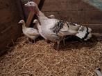 Kalkoen hen met 3 jonge, Dieren en Toebehoren, Pluimvee, Vrouwelijk, Kalkoen