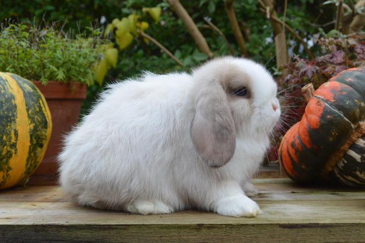 Super knappe choco sallander split minilop voedster te koop, Dieren en Toebehoren, Konijnen, Dwerg, Vrouwelijk, 0 tot 2 jaar, Hangoor