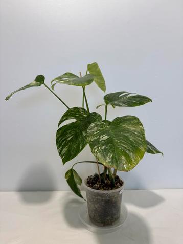 Monstera Variegata - Z11/Z9 beschikbaar voor biedingen
