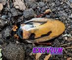 Eublaberus marajoara (Ink Splotch Roach) kakkerlakken, Dieren en Toebehoren, Insecten en Spinnen, Overige soorten